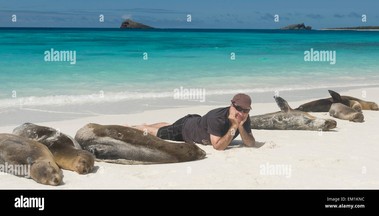 Un uomo giace su una spiaggia di sabbia bianca con i leoni di mare (Otariidae); le Galapagos Ecuador Foto Stock