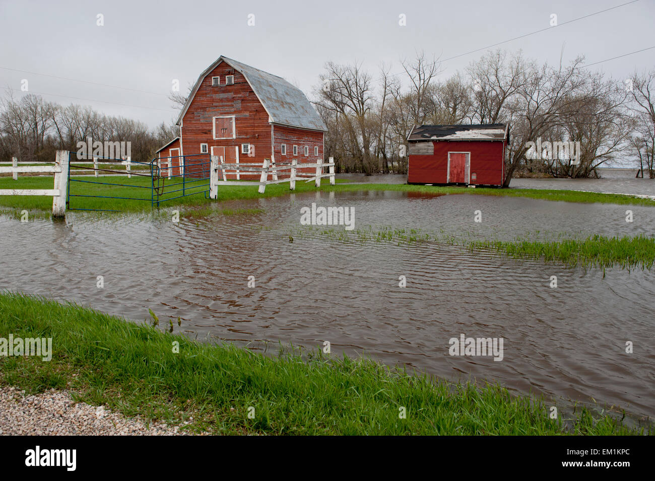 Un granaio rosso e casolare circondato da acqua dopo allagamento; San Francois Xavier Manitoba Canada Foto Stock