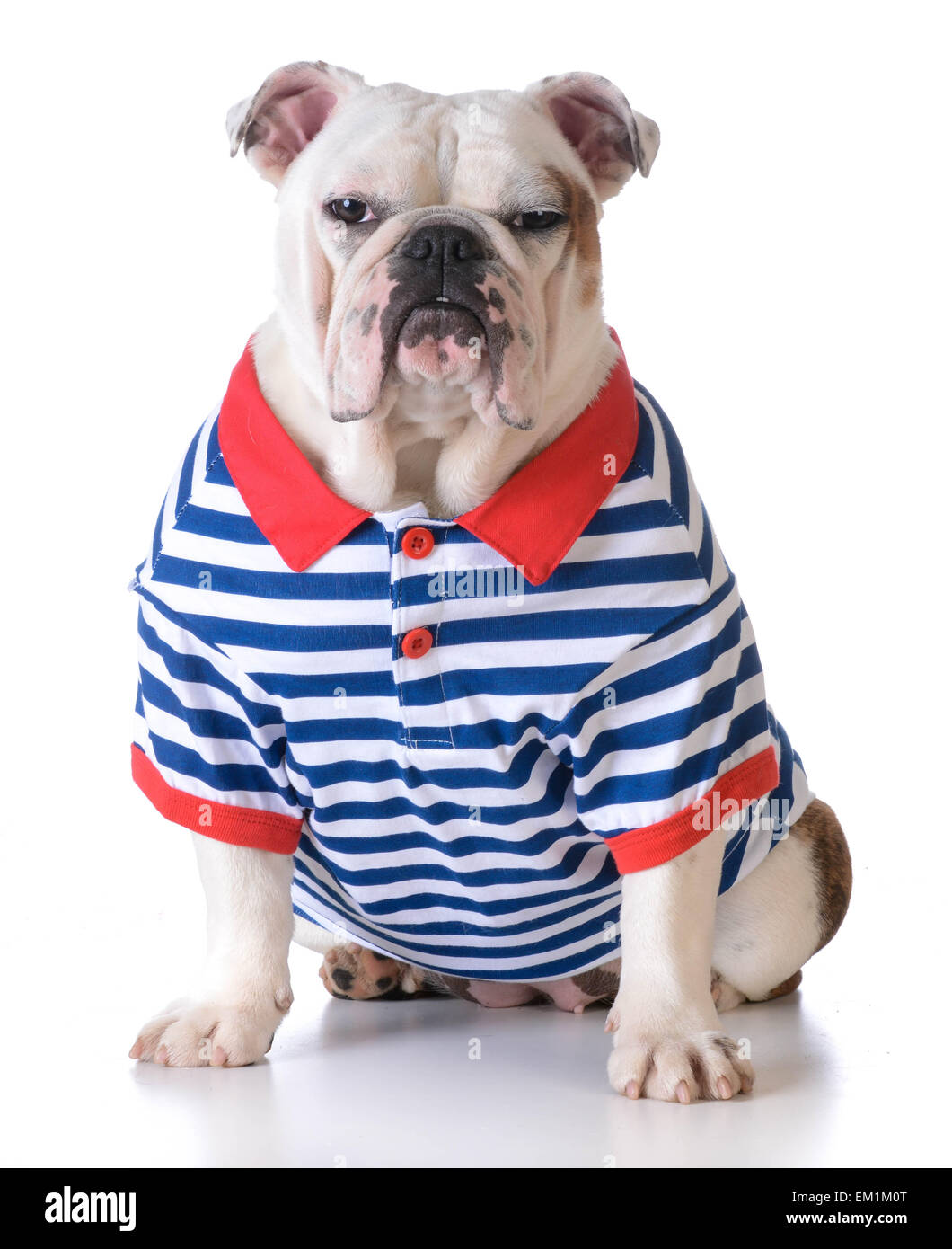 Cane che indossa un maglione seduto su sfondo bianco Foto Stock