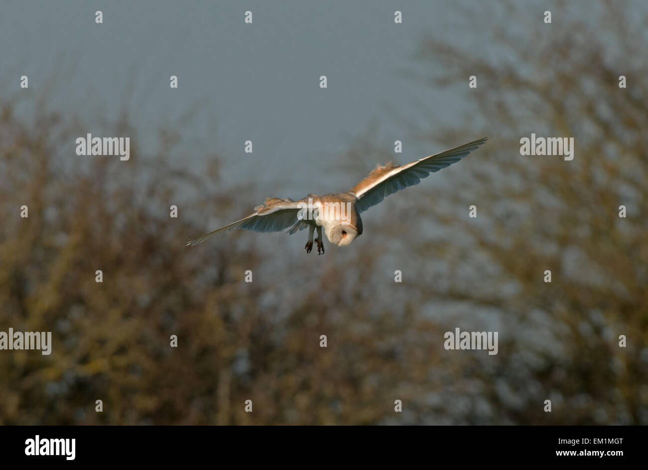 Fienile Owl-Tyto alba si libra in volo. Regno Unito Foto Stock