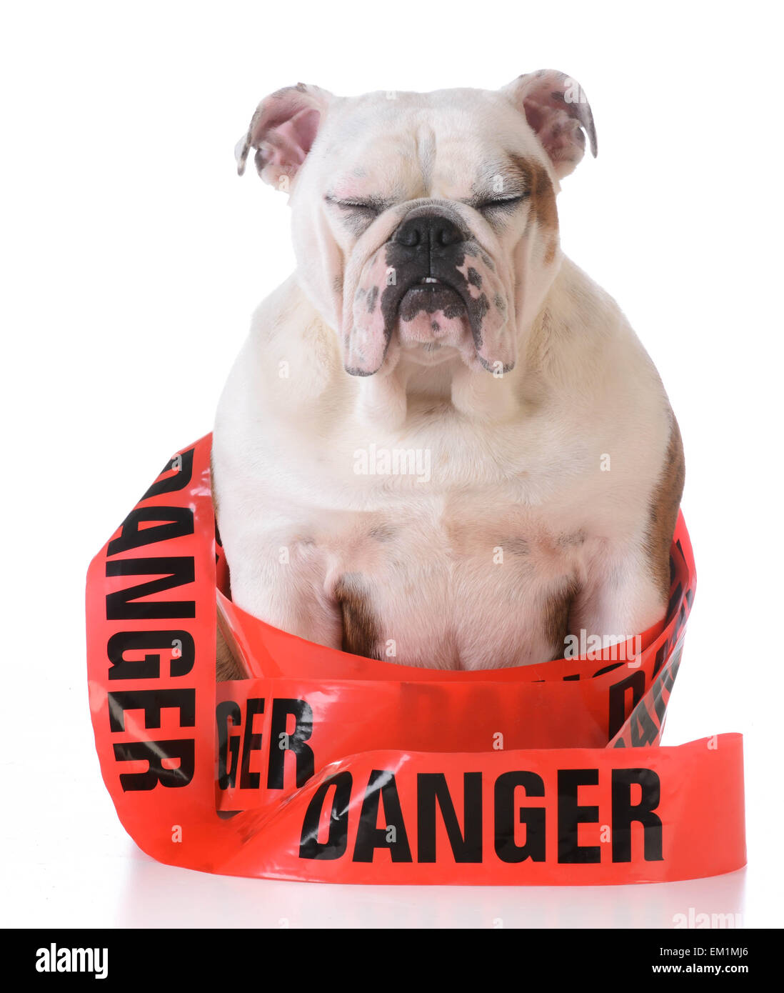 Naughty Dog - bulldog con pericolo il nastro avvolto attorno al corpo su sfondo bianco Foto Stock