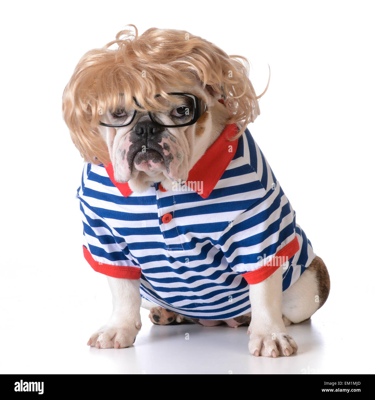 Cane vestito come un uomo con parrucca e occhiali e shirt su sfondo bianco  Foto stock - Alamy