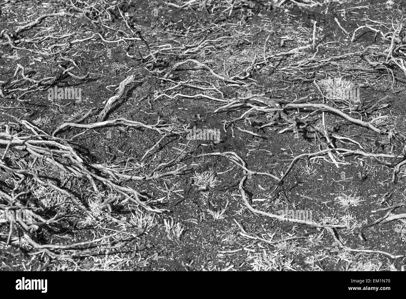 Radici di albero in bianco e nero Foto Stock