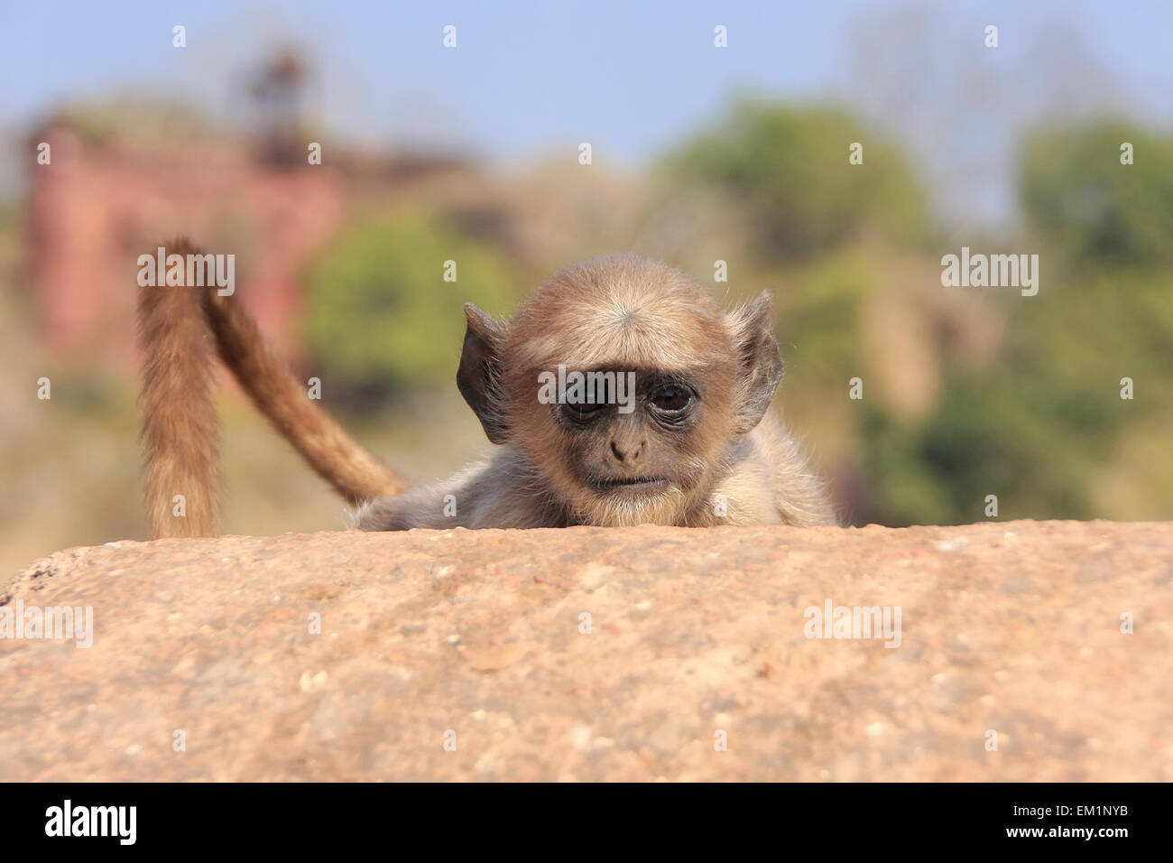 Baby langur grigio (Semnopithecus dussumieri) giocando a Ranthambore Fort, Rajasthan, India Foto Stock