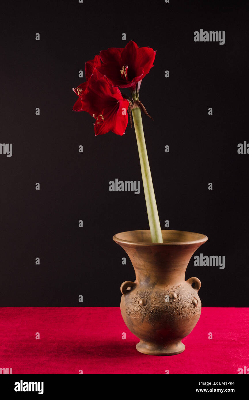 Splendida fioritura rossa fiore amaryllis in una pentola vaso sul tavolo con piano rosso e sfondo nero. Ancora in vita. Foto Stock