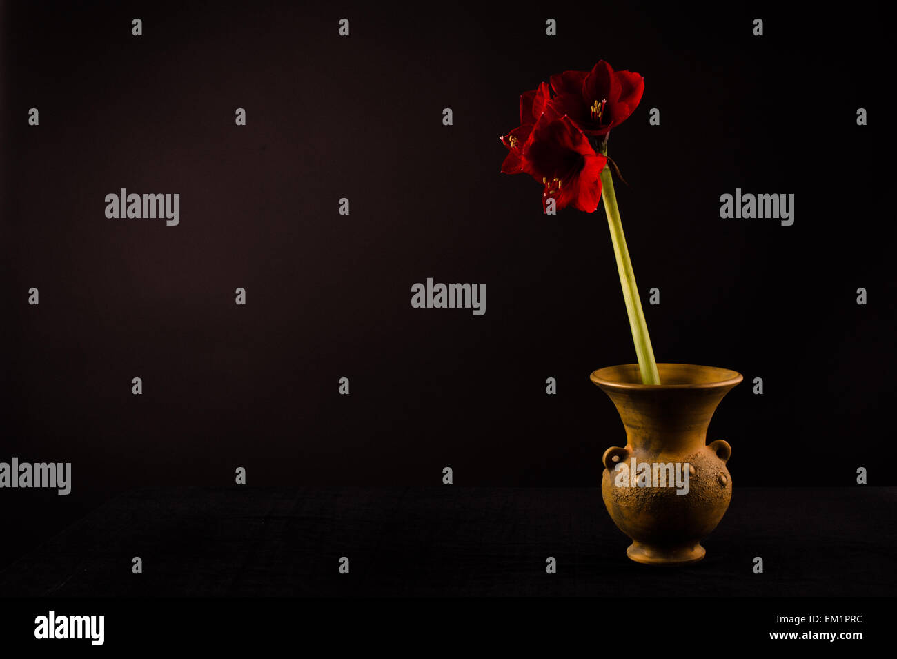 Splendida fioritura rossa fiore amaryllis in una pentola vaso sulla tabella. Ancora in vita. Foto Stock