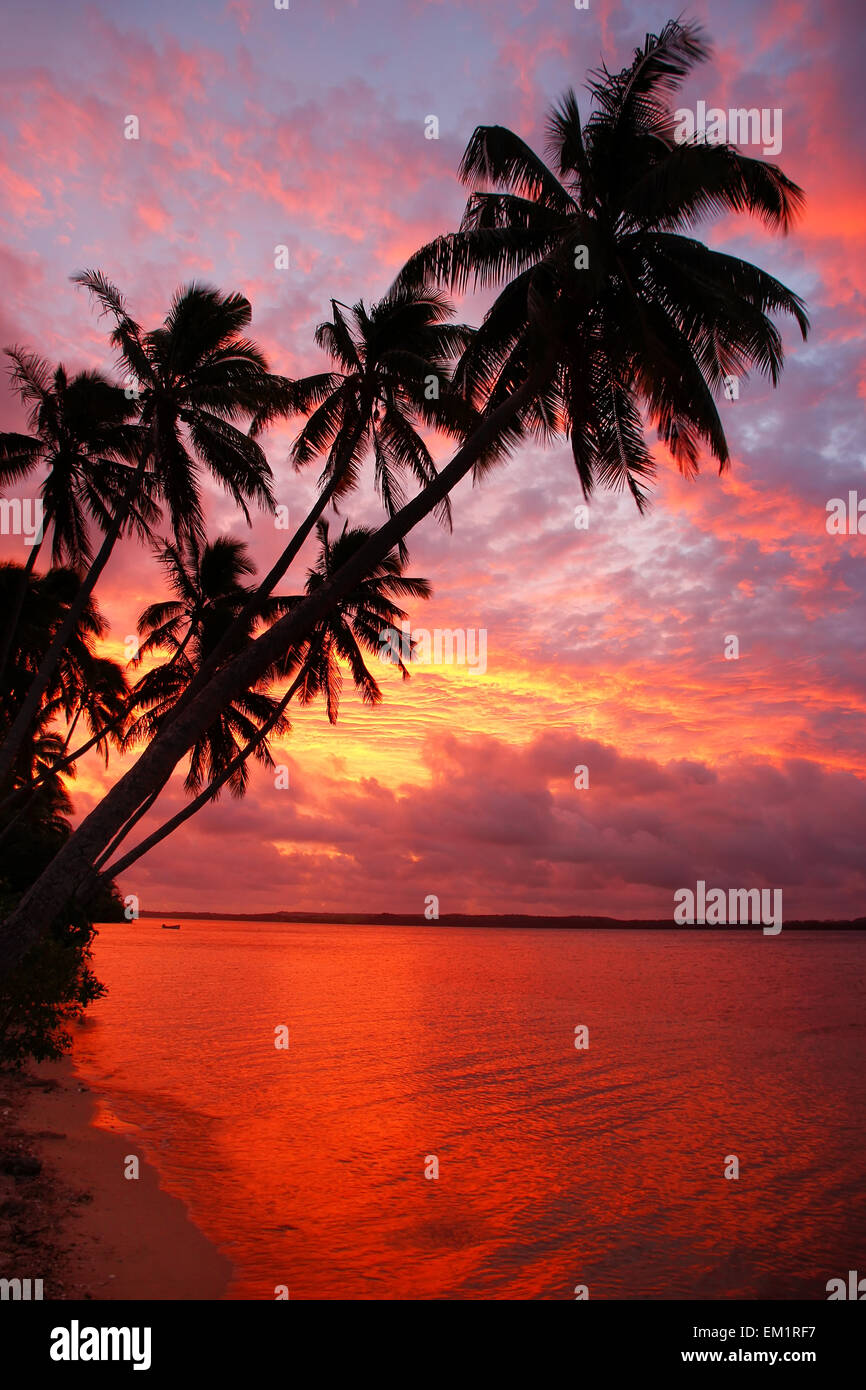 Stagliano palme sulla spiaggia al tramonto, Ofu island, Vavau gruppo, Tonga Foto Stock