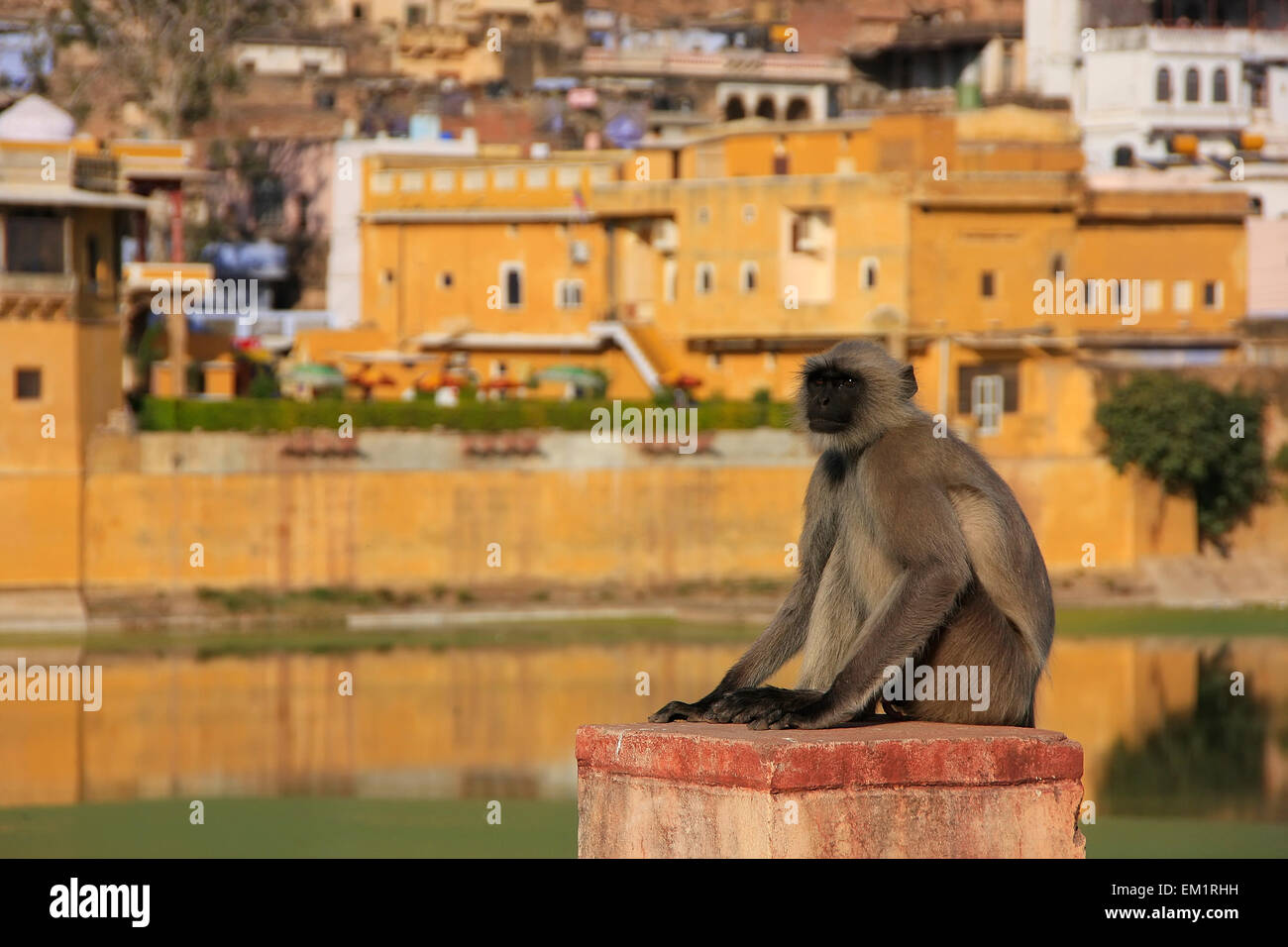 Langur grigio seduta vicino Bundi città vecchia, Rajasthan, India Foto Stock