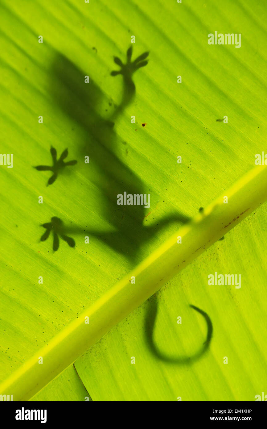 Silhouette di tokay gecko su un Palm tree foglia, Ang Thong National Marine Park, Thailandia Foto Stock