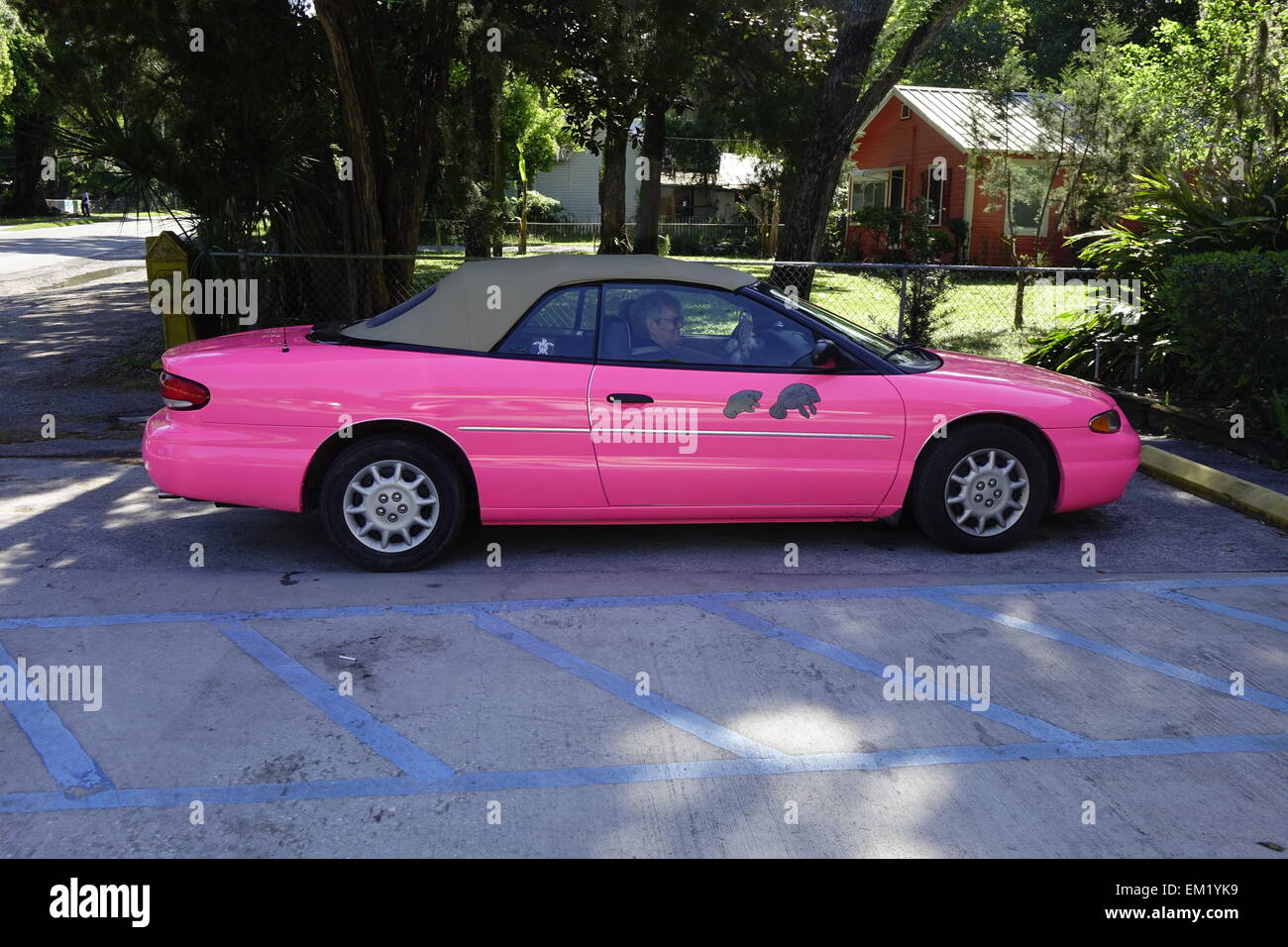 Auto rosa con lamantini raffigurata sulla porta passeggero Foto Stock
