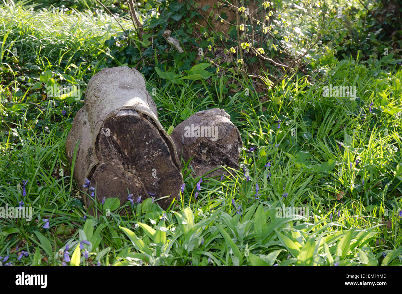 Registra nella primavera del bosco con bluebells Foto Stock
