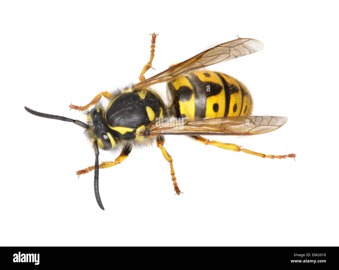 Il tedesco Wasp - Vespula germanica Foto Stock