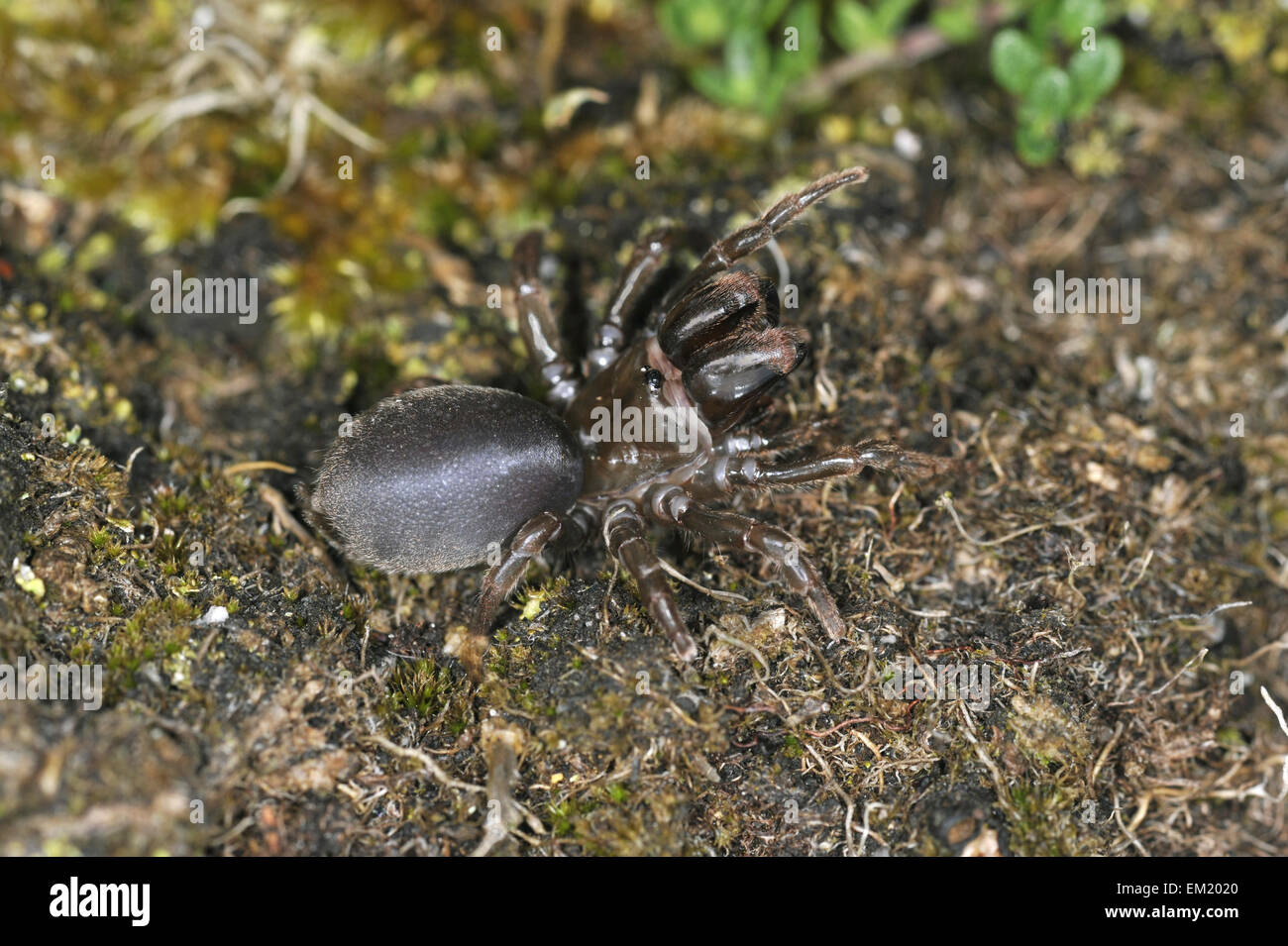 Borsetta Spider Web - Atypus affinis Foto Stock