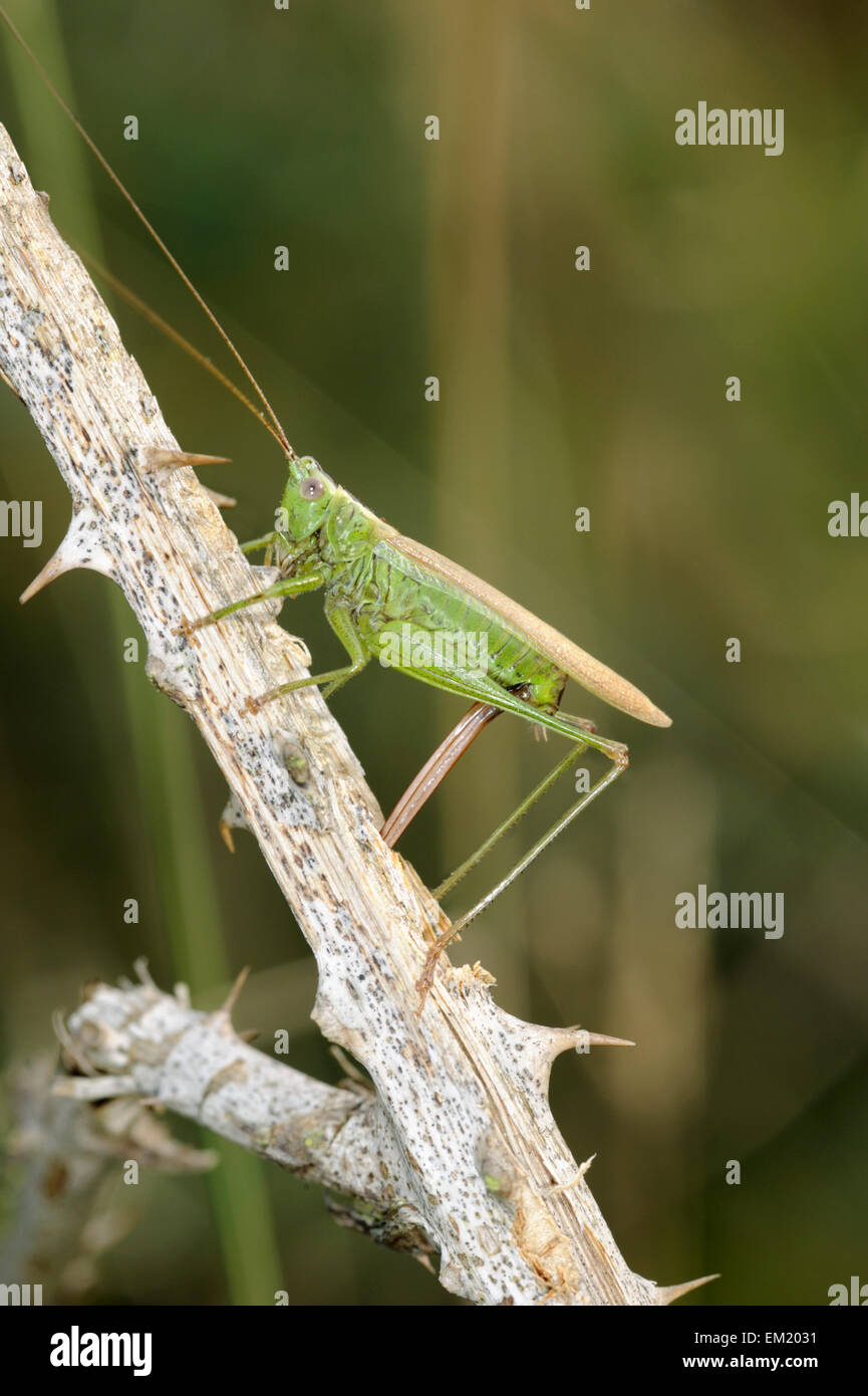 Long-winged Conehead - Conocephalus scolorire Foto Stock