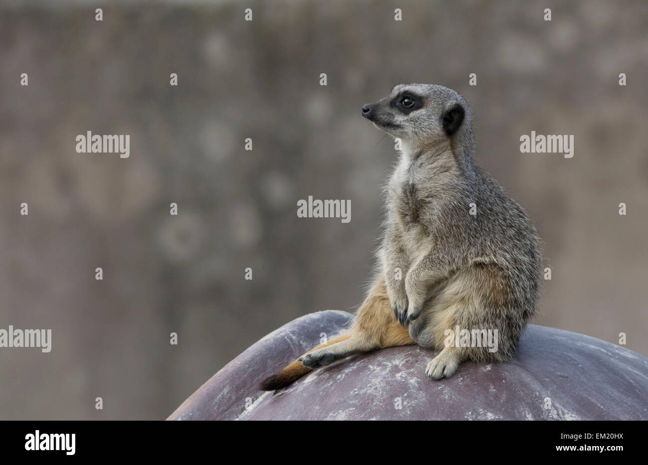 Qui raffigurato è un Meerkat sat in appoggio su di una roccia in una calda giornata di primavera. Presa in un parco locale di fauna selvatica in aprile 2015. Foto Stock