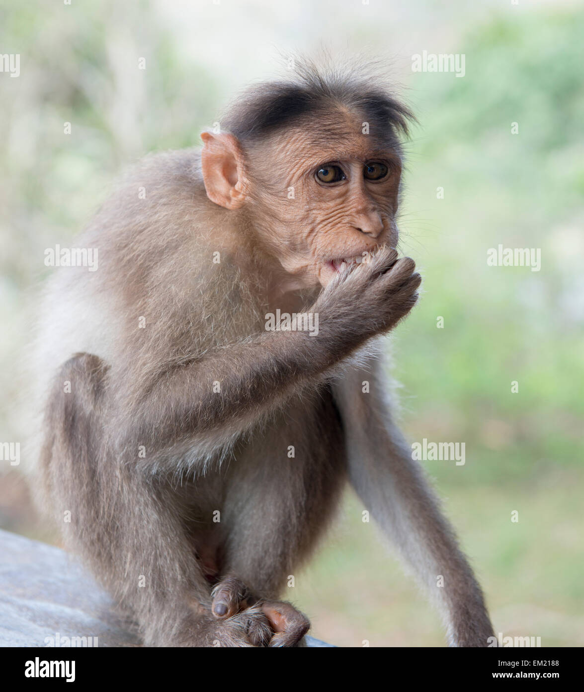 Monkey mangiare cestino alla riserva del Periyar in Thekkady, Kerala India Foto Stock