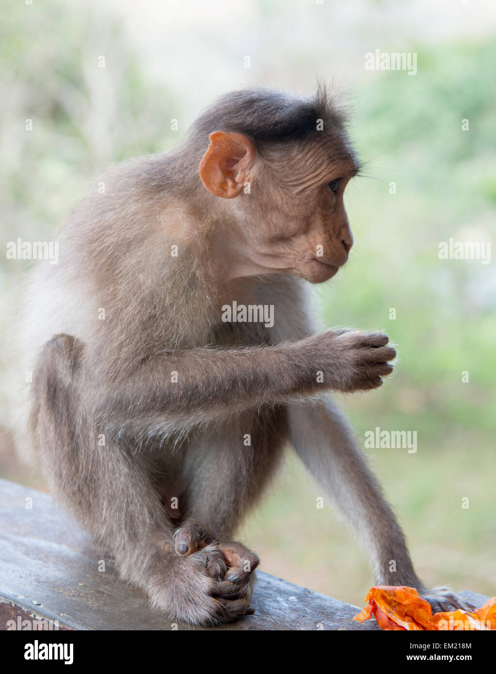 Monkey presso la Riserva del Periyar in Thekkady, Kerala India Foto Stock