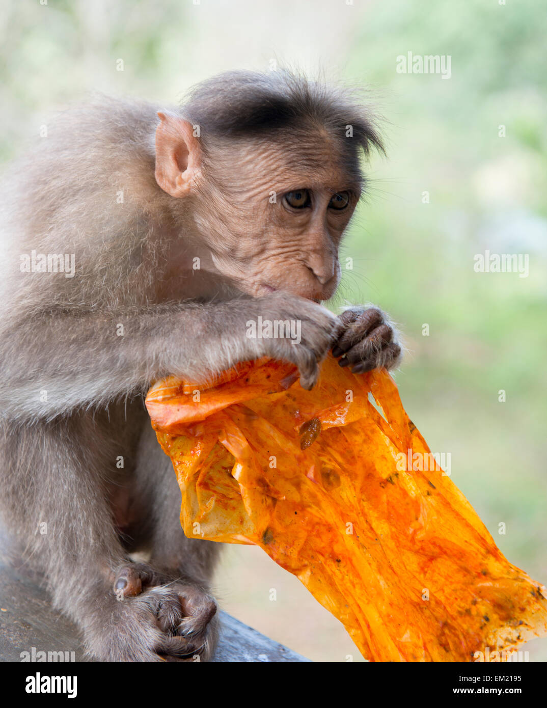 Monkey masticare cestino alla riserva del Periyar in Thekkady, Kerala India Foto Stock