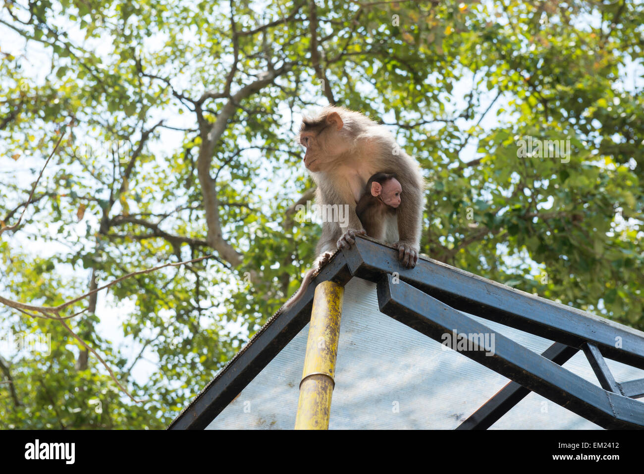 Le scimmie (madre e bambino) presso la Riserva del Periyar in Thekkady, Kerala India Foto Stock