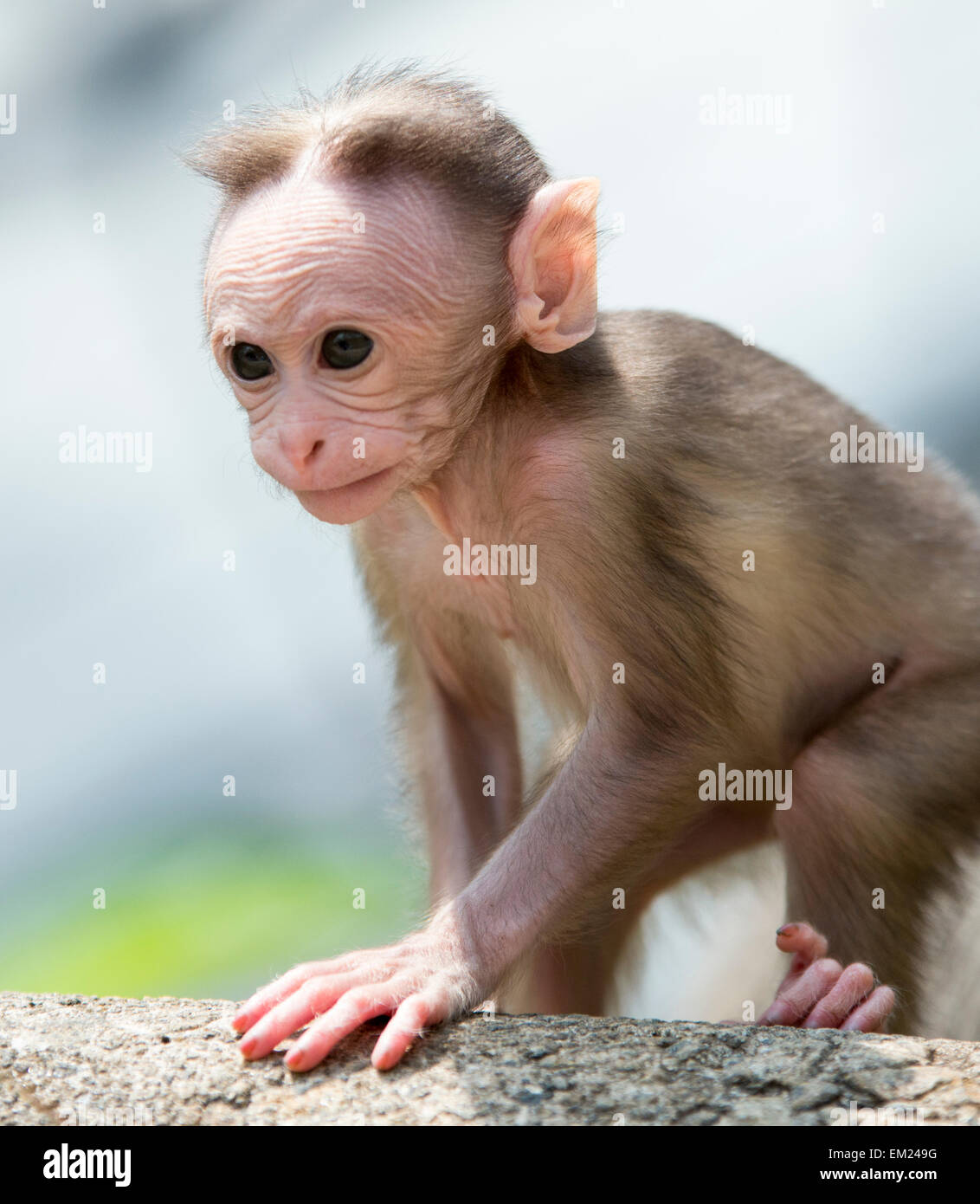 Baby monkey presso la Riserva del Periyar in Thekkady, Kerala India Foto Stock