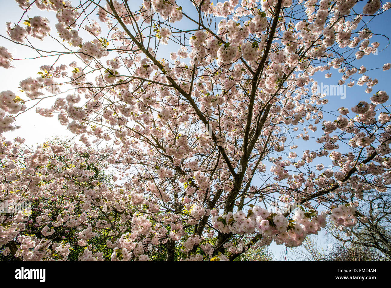 Fiore di Ciliegio Regents Park London REGNO UNITO Foto Stock