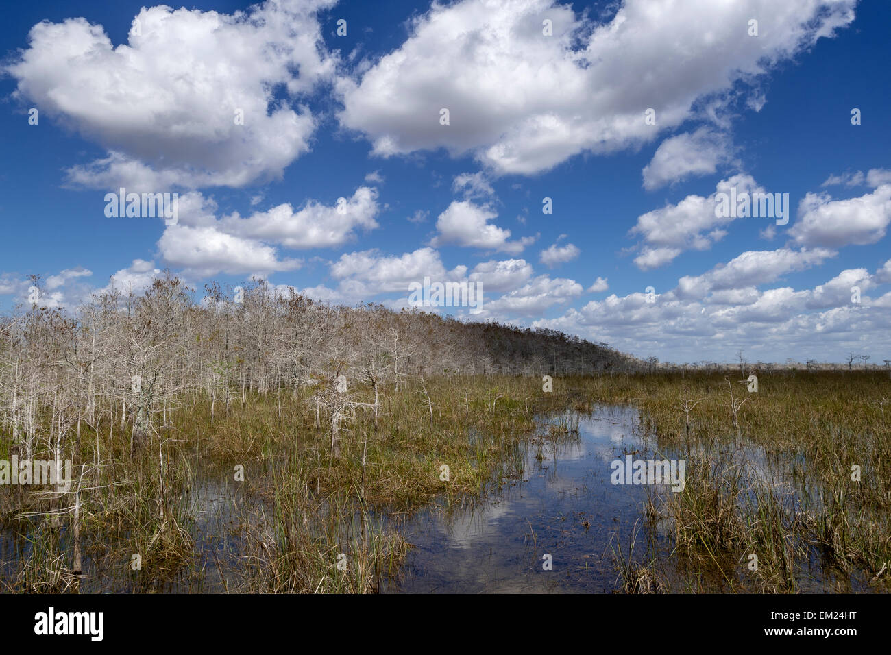 Fondale basso fluisce attraverso il cipresso calvo foresta e sawgrass prairie, Everglades National Park, Florida. Foto Stock