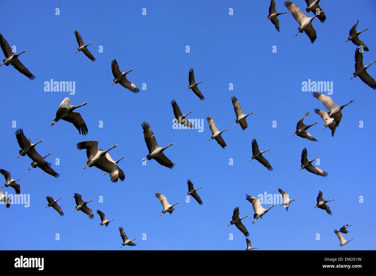 Gregge di demoiselle crains volare nel cielo blu, villaggio Khichan, Rajasthan, India Foto Stock