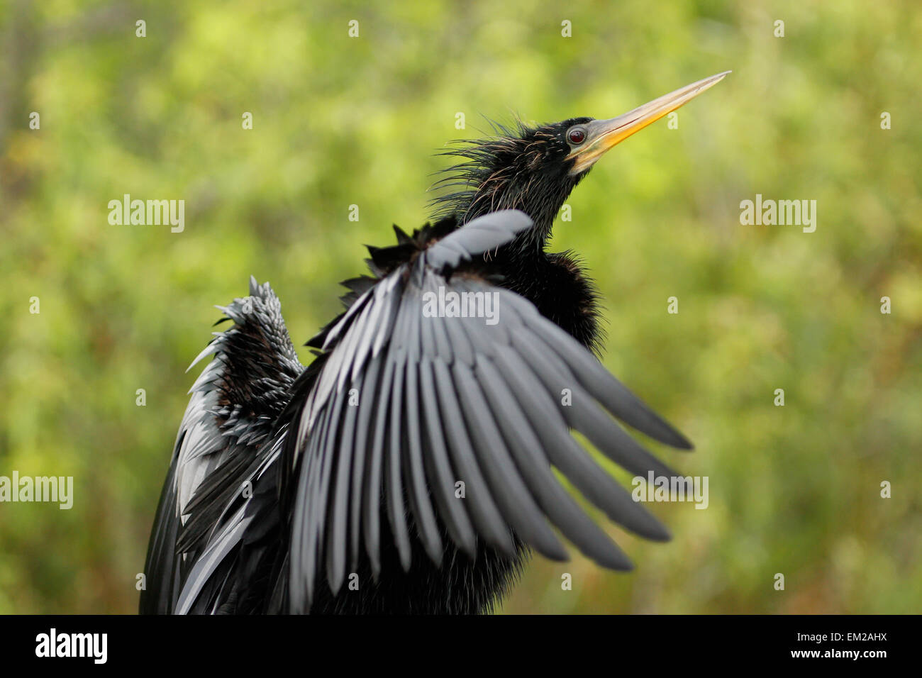 Anhinga (Anhinga anhinga) ali di stiramento Foto Stock