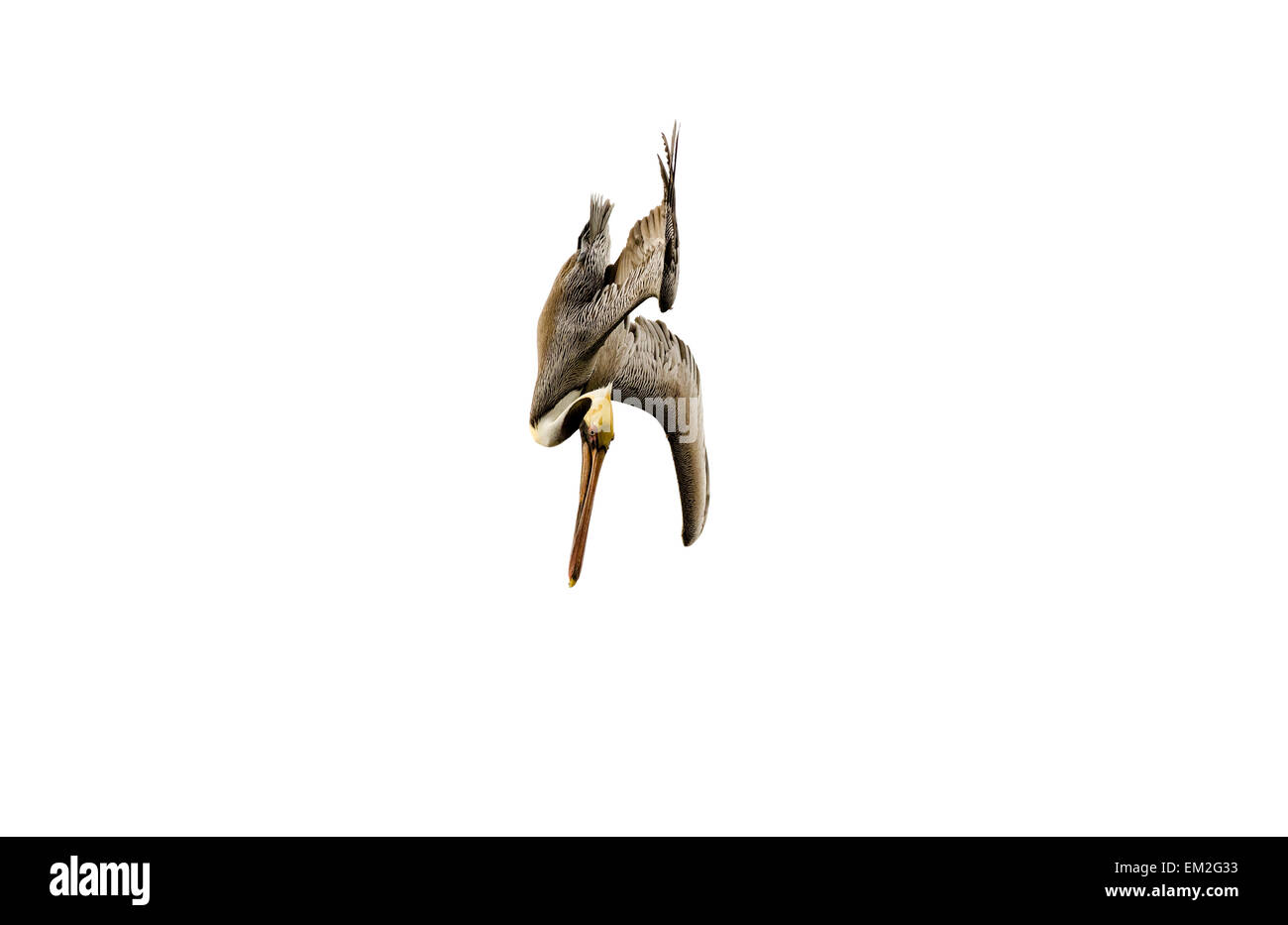 Un pellicano uccello è volare e immersioni subacquee contro uno sfondo bianco Foto Stock