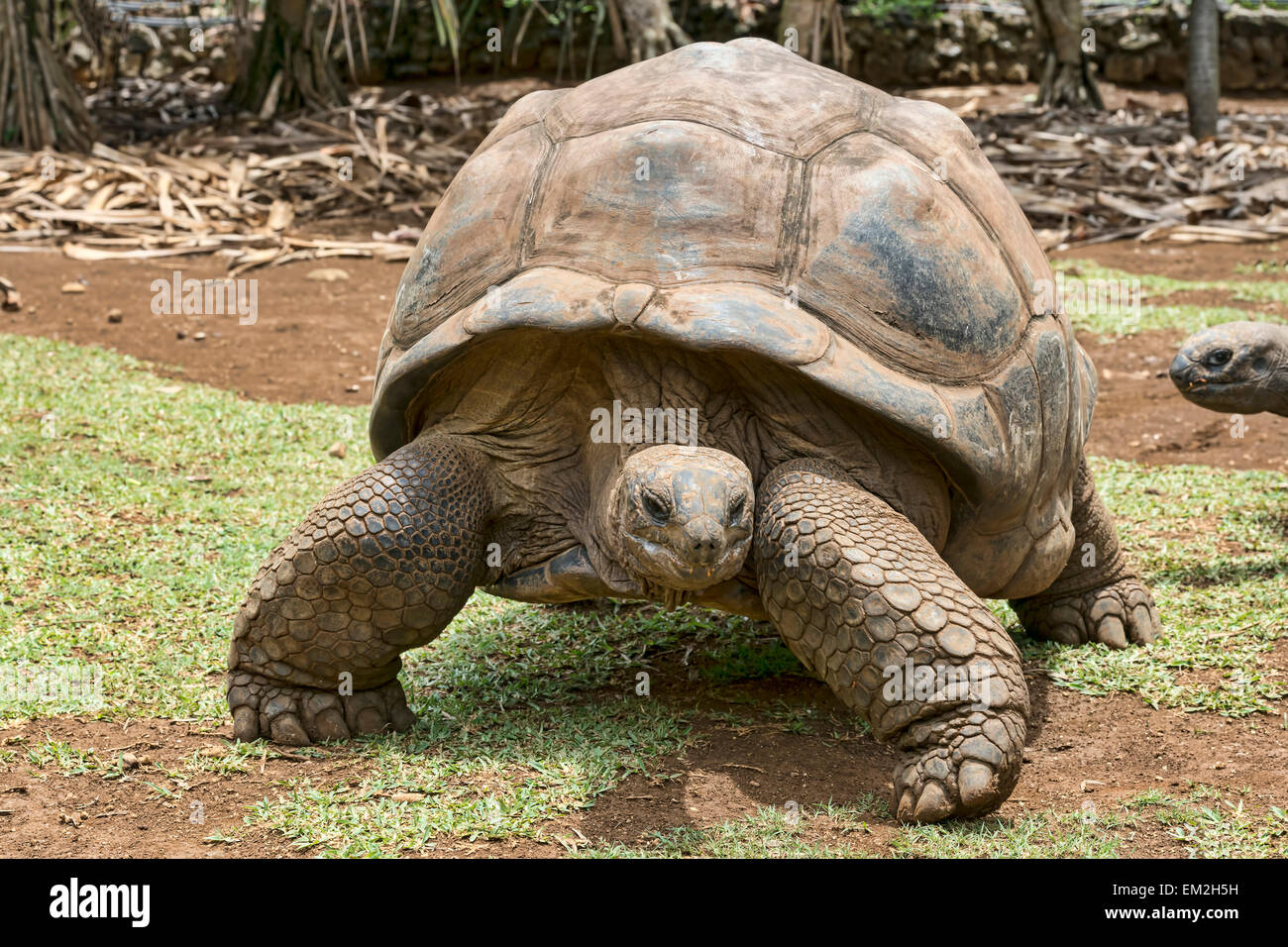 Tartaruga gigante di Aldabra (Aldabrachelys gigantea), La Vanille Reserve Park, Mauritius Foto Stock