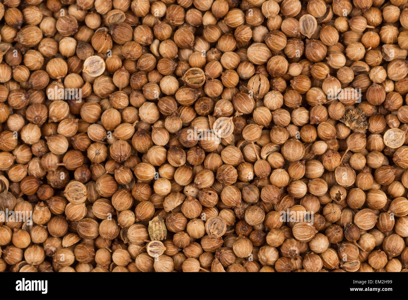 Close up di secche semi di coriandolo in una ciotola Foto Stock