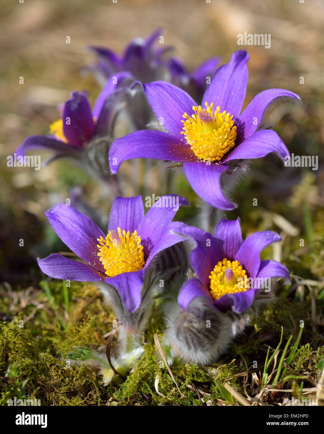 "Pasque flower (Pulsatilla vulgaris), Sveve Riserva della Biosfera, Baden-Württemberg, Germania Foto Stock