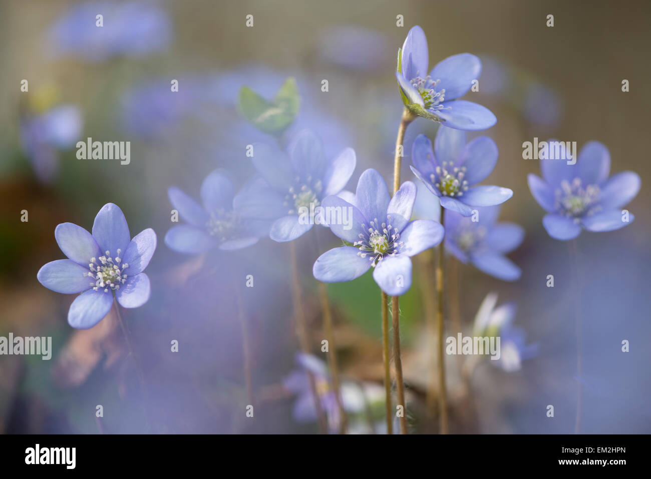 Anemone hepatica (Hepatica nobilis), Jasmund National Park, Ruegen, Meclemburgo-Pomerania, Germania Foto Stock