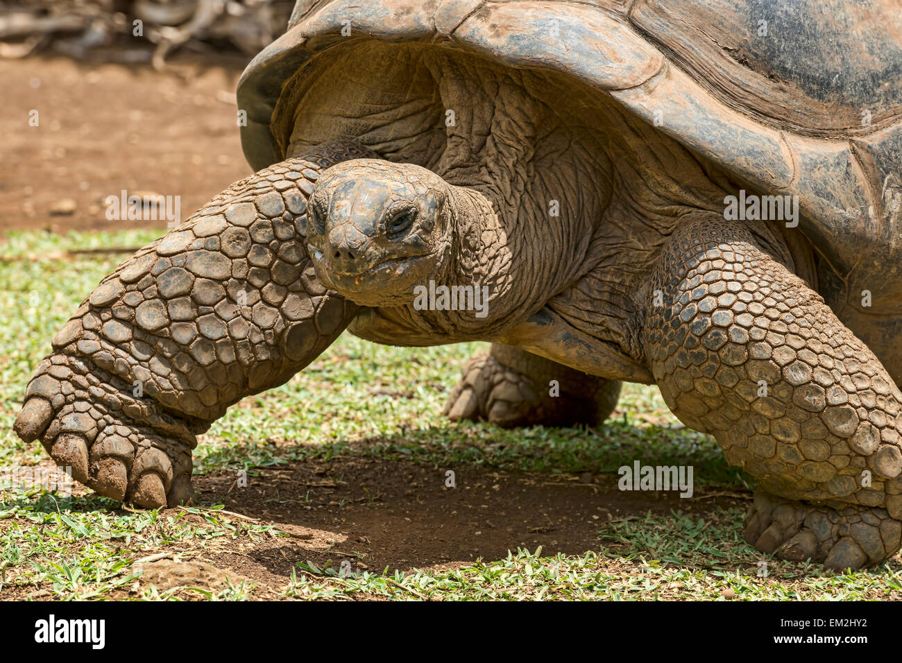 Tartaruga gigante di Aldabra (Aldabrachelys gigantea), Maurizio Foto Stock