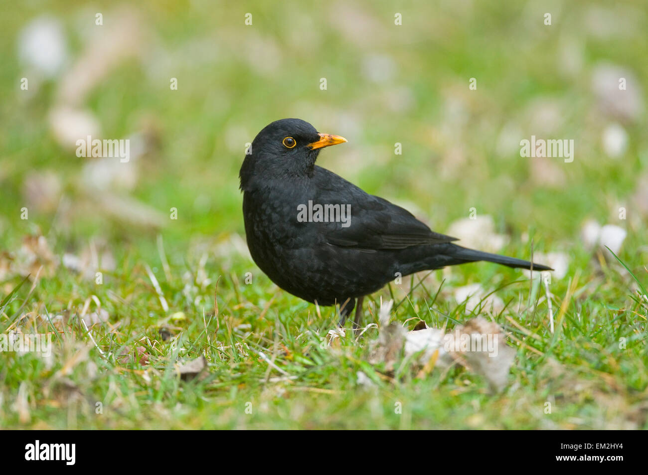 Turdus merlo immagini e fotografie stock ad alta risoluzione - Alamy