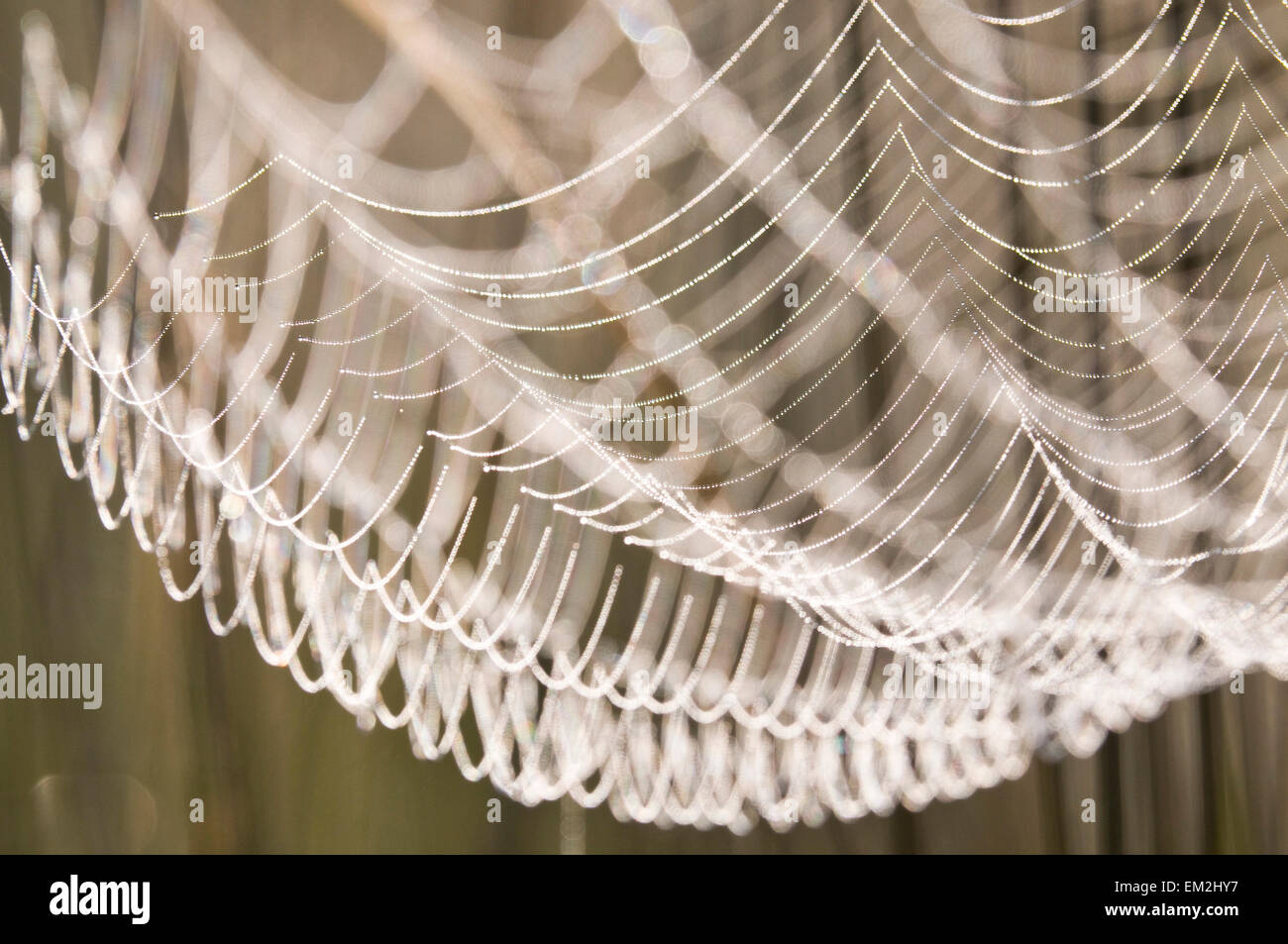 Spider Web con gocce di rugiada Foto Stock