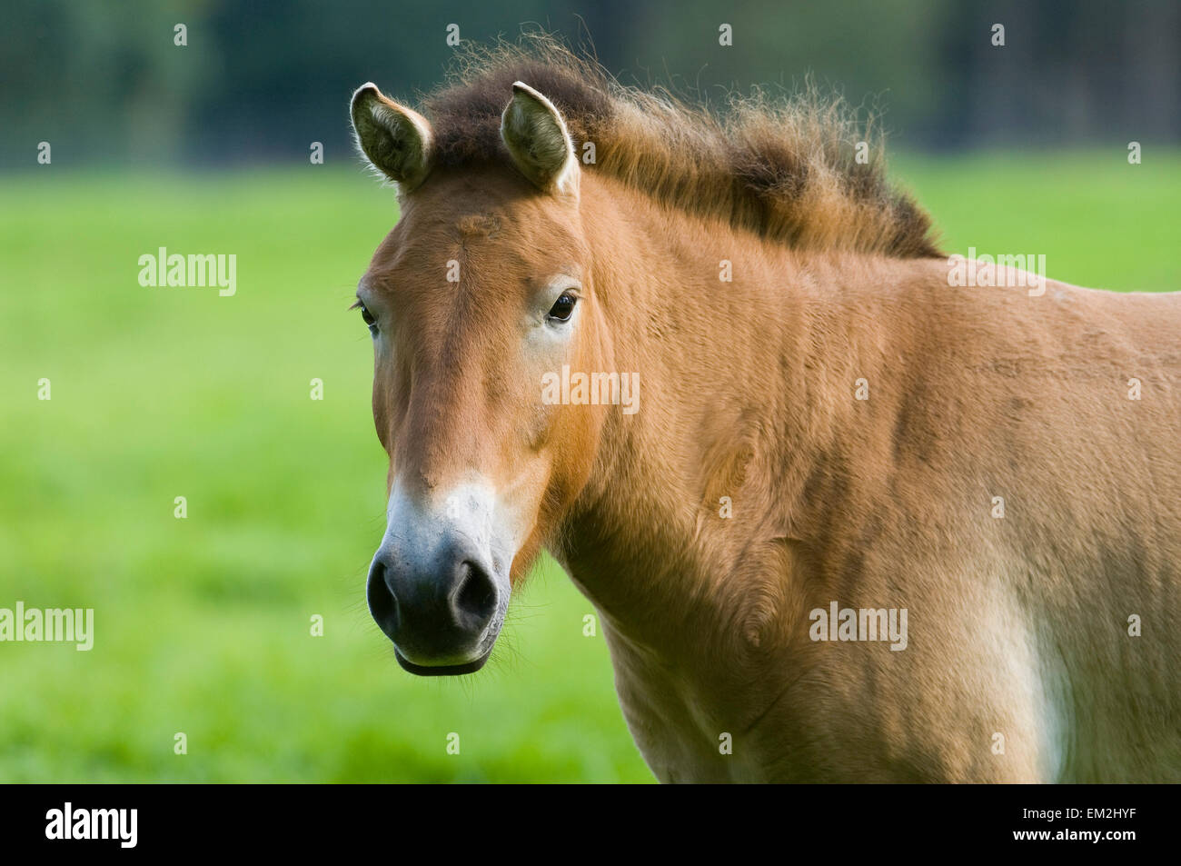 Cavallo di Przewalski, Dzungarian cavallo (Equus ferus przewalskii), captive, Hesse, Germania Foto Stock