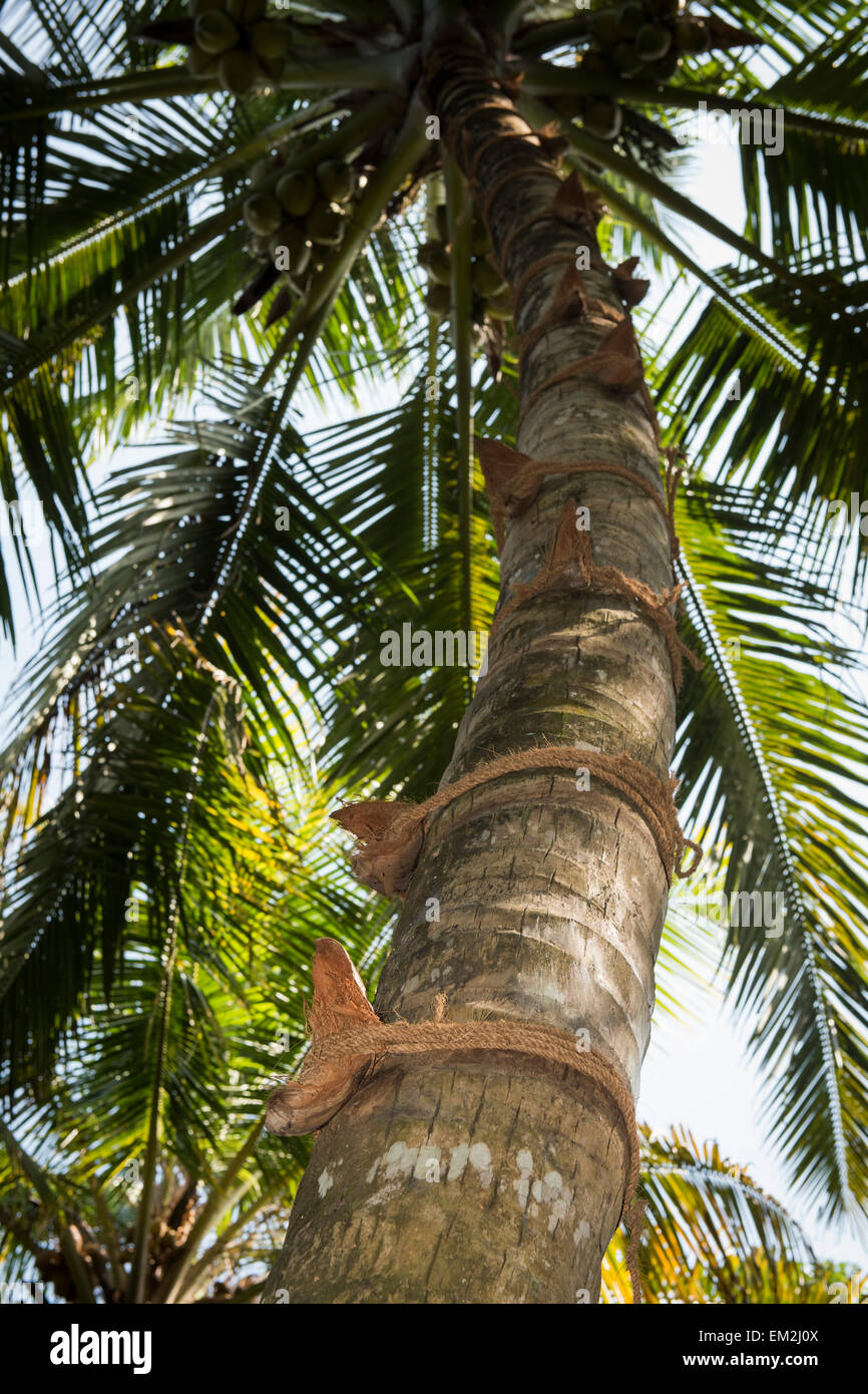 Gusci di noce di cocco e noce di cocco-corda di fibre come arrampicarsi su di un albero di cocco, Kerala, India Foto Stock