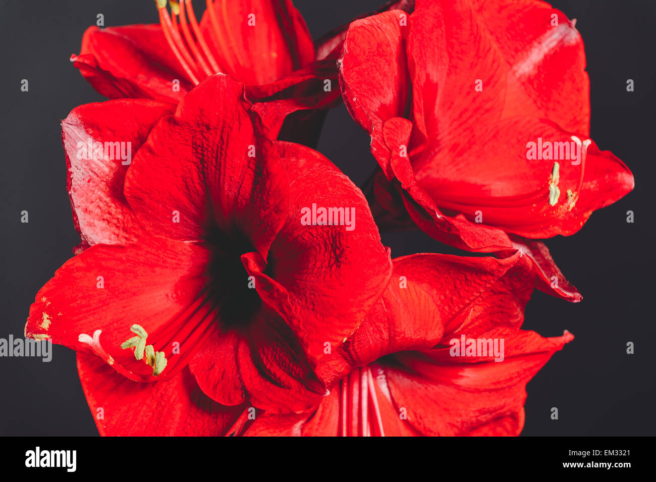 Splendida fioritura rossa fiore amaryllis testa. Foto Stock