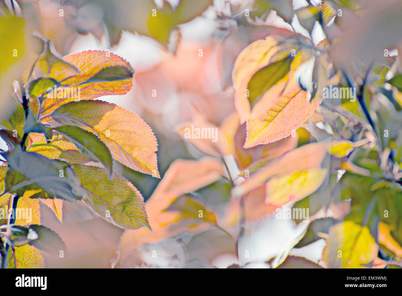 Foglie retroilluminato Prunus cerasifera var. pissardii. molla Foto Stock