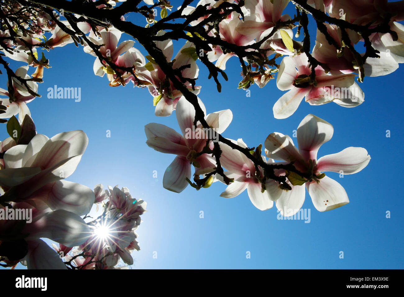 Sole di primavera brilla attraverso le magnolie durante il tempo caldo Borde HIll Gardens Sussex Foto Stock