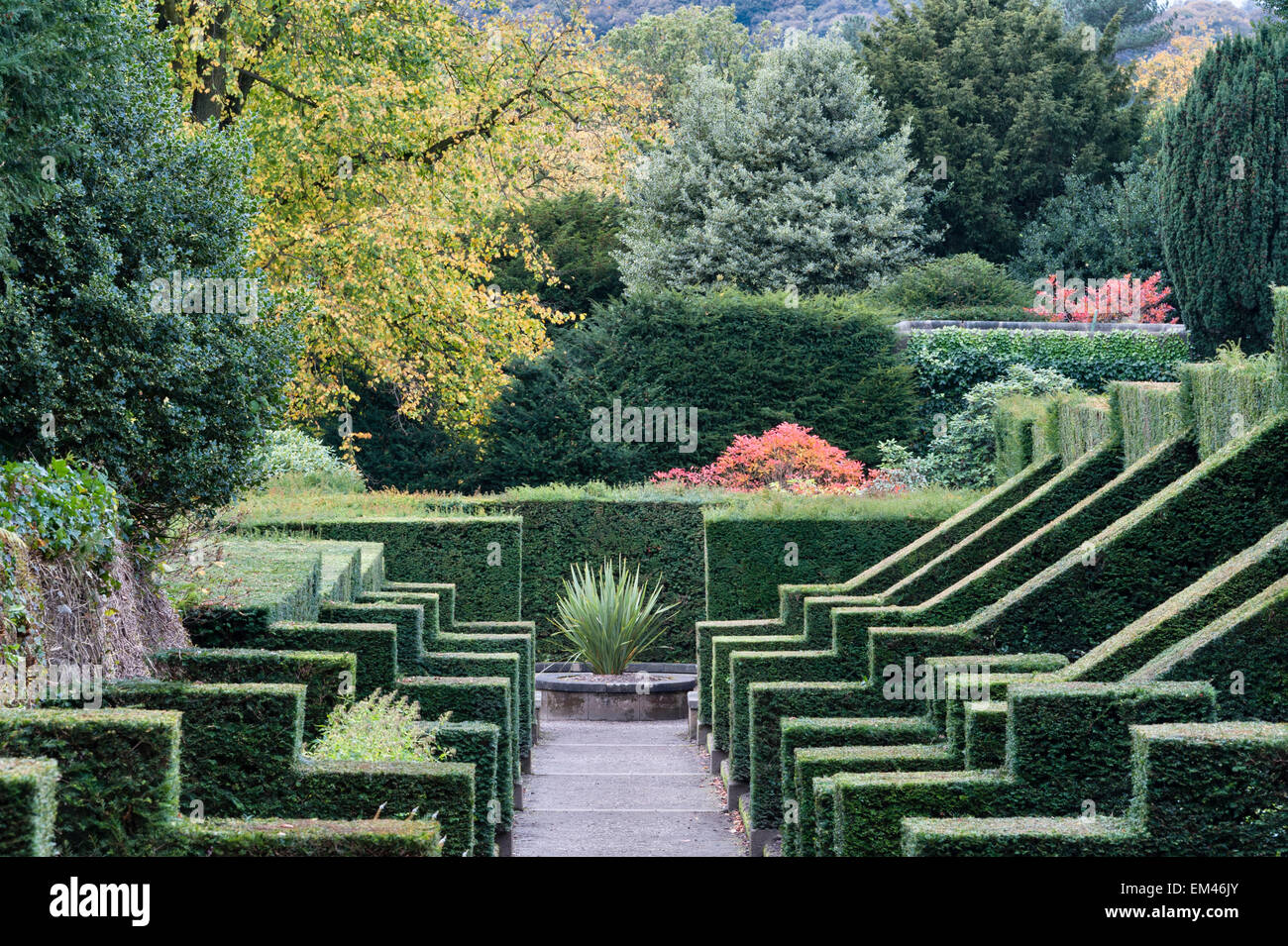 Biddulph Grange giardino, Staffordshire, Regno Unito. Bruscamente tagliata topiaria da linea di siepi dalia a piedi in autunno Foto Stock