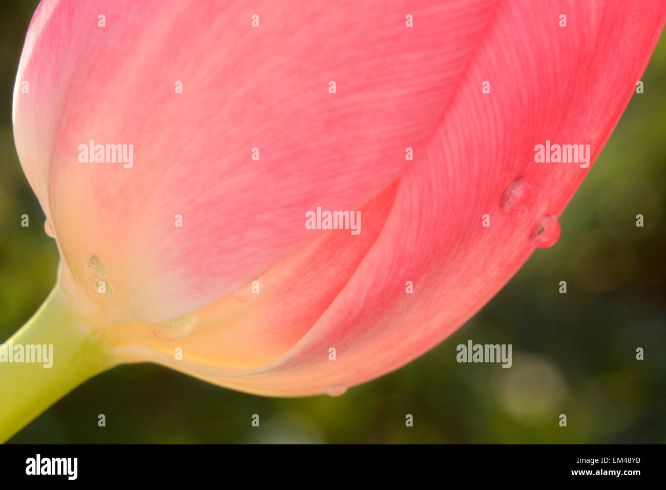 Un primo piano di una rosa tulip con alcune piccole gocce di acqua su sfondo verde. Foto Stock