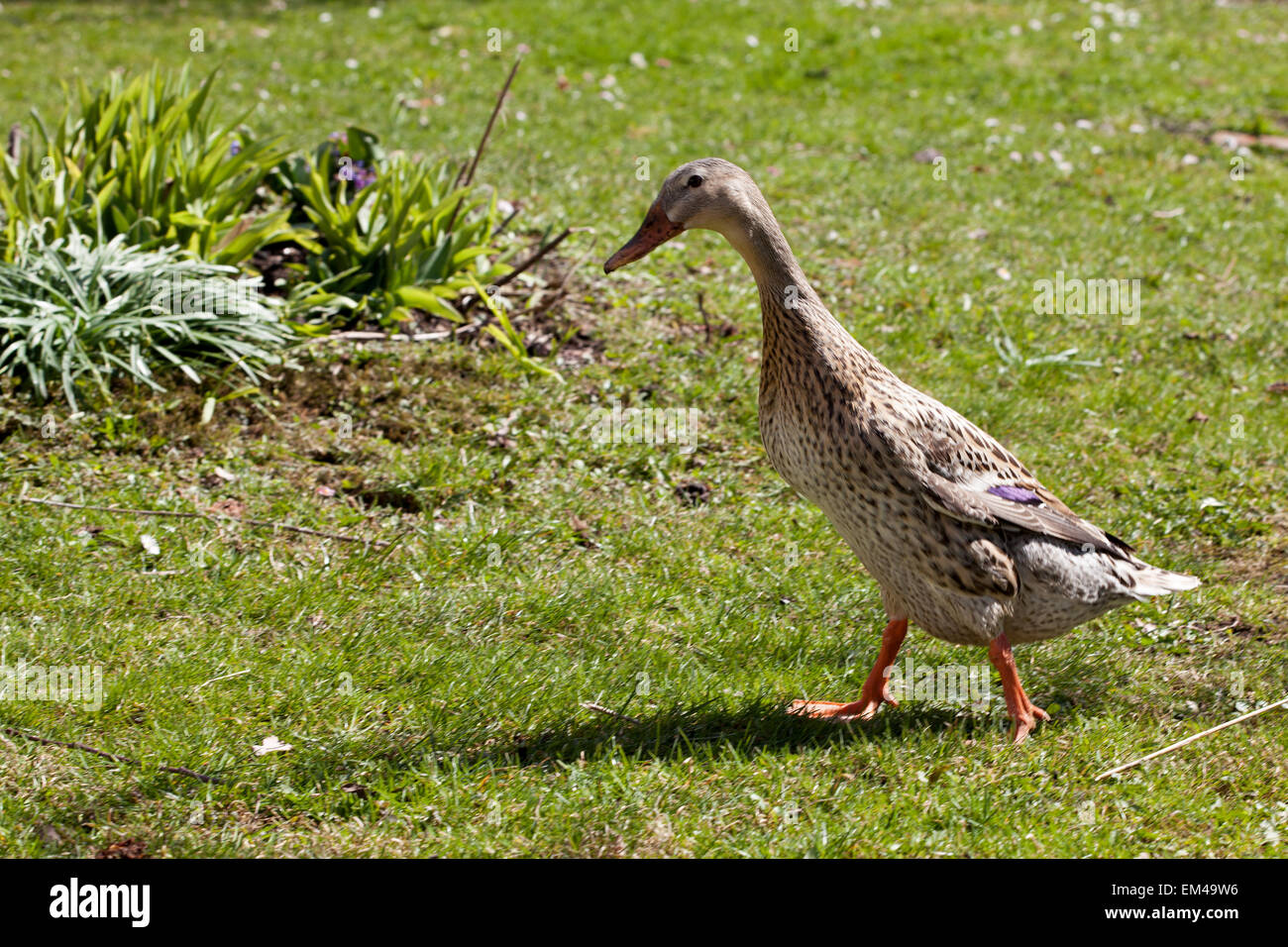 Indian runner duck in giardino Foto Stock
