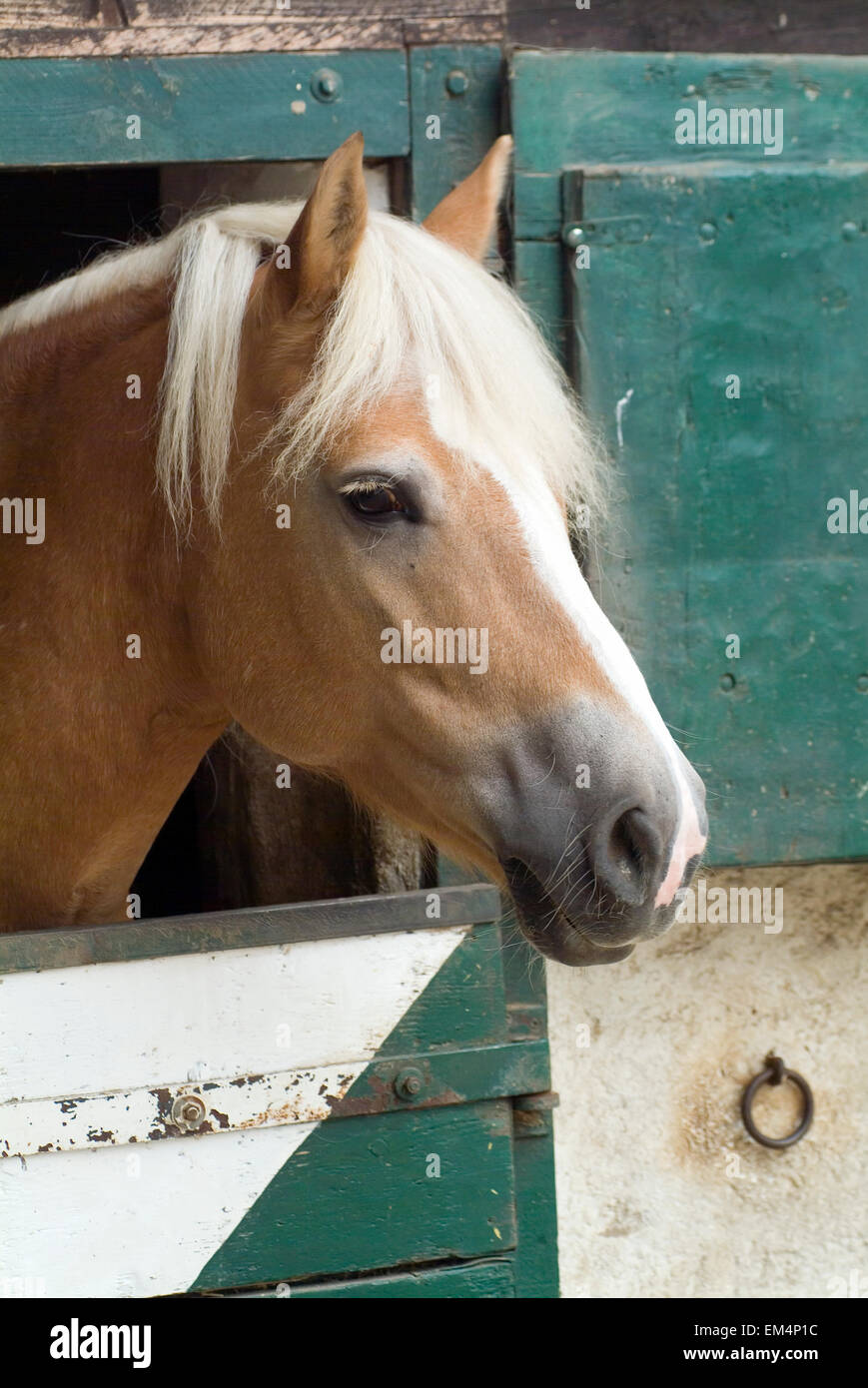 Cavallo(Equus caballus ferus) guardando fuori del suo box Foto Stock