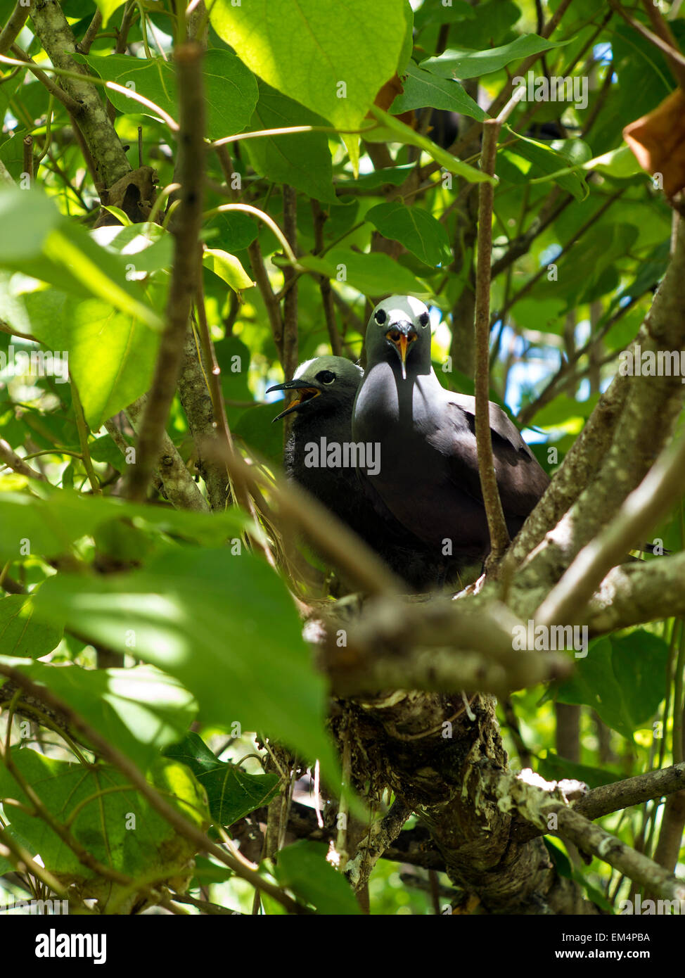 Ile aux, Cocos Island Sanctuary per uccelli di mare noddy, Rodrigues, Mauritius, Foto Stock