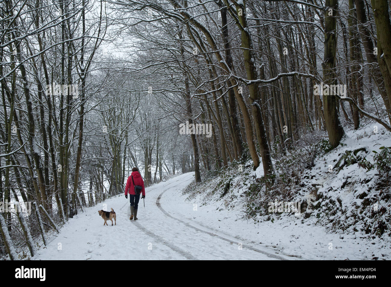 La donna e il cane a camminare nella neve nel bosco Foto Stock