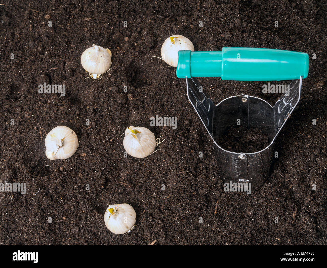 Lampadina e dibber bulbi da fiore pronto per essere piantati nel terreno Foto Stock