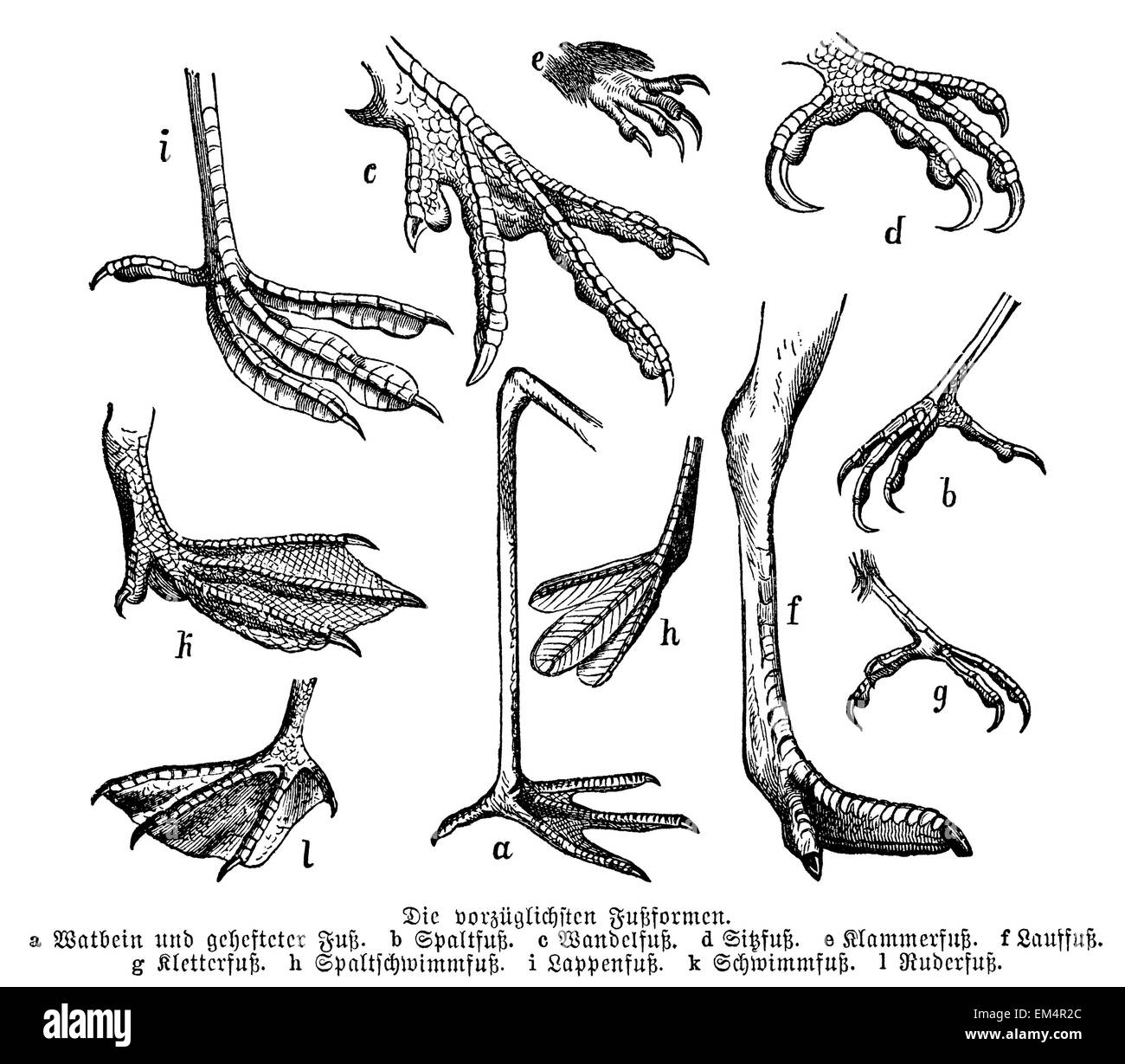 Forme di bird's piedi Foto stock Alamy