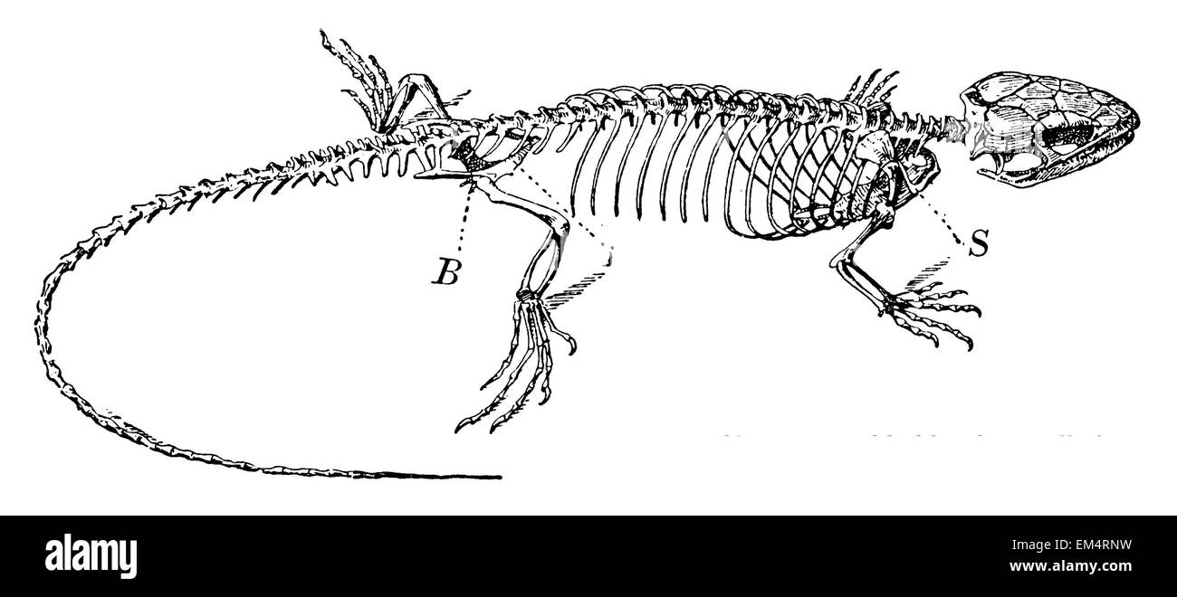 Biacco: skeleton Foto Stock